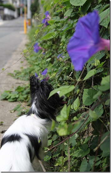 パピヨン犬 TAMRON 28-75mm KISS