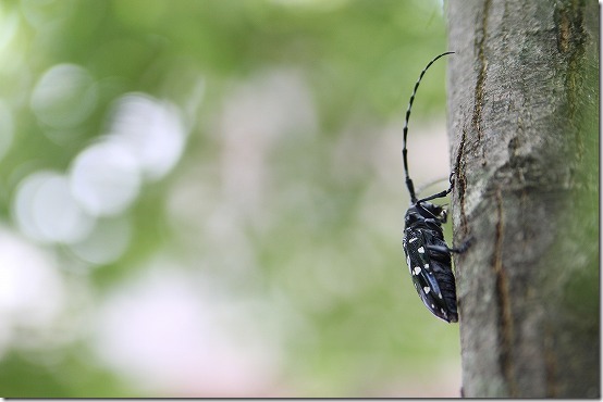 虫　ゴマダラカミキリ　KISS　TAMRON　28-75mm