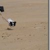 NIKON1 J1で犬が走るのを連写で撮る!