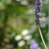 NIKON1 望遠レンズでお花を撮影 マクロ替わりに?