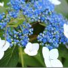 紫陽花を撮る(EOS KISS X6iでお気軽に)