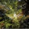 紅葉を綺麗に撮ってみよう!