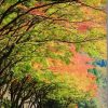 紅葉を綺麗に撮ってみよう! TAMRON 28-75mm(A09)