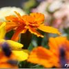 マクロでお花を撮ってみよう!! 綺麗に撮れるかな?