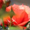 EOS KISS X2 と EOS 60Dを比較