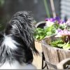 EOS KISS X2 と EOS 50Dを撮り比べ比較