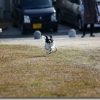 TAMRON SP 70-300mm F/4-5.6 Di USDのAF性能 犬が走るのを撮る