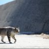 猫を撮ってみました! TAMRON 70-300mm VC