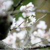 桜を綺麗に撮ってみよう!?