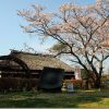 桜の写真 難しいですね? 綺麗に撮れますか?