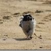 EOS 60D + EF-S 18-200mm ISでのAF性能 犬が走るのを撮る