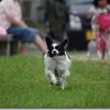 TAMRON 70-300mm VC(A005)とEOS 40Dで犬を撮る(AF性能確認)