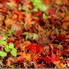 EF-S 18-200mm ISで紅葉を撮ってみる!!
