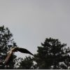 EOS60DのAIサーボで鳥を撮ってみました!