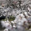 桜を綺麗に撮ってみよう!!撮れるかな?