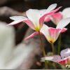 花の写真を綺麗に撮ってみよう!! マクロレンズで