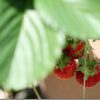 50mm単焦点でイチゴや野菜を、うまく撮れるかな?