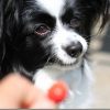 EOS KISSと50mm単焦点レンズで犬を撮る!