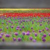 EF 50mm F1.4で春の花をスナップ撮影