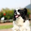 KISS(APS-C)でTAMRON28-75mmのレンズレポート