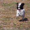 オリンパス 14-150mmとE-PL5で動体AF性能(犬や子供)