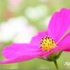 コスモスを撮ってみました TAMRON SP 90mm F2.8(172E)