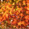 SIGMA 18-200mm DC で綺麗に紅葉撮ってみた