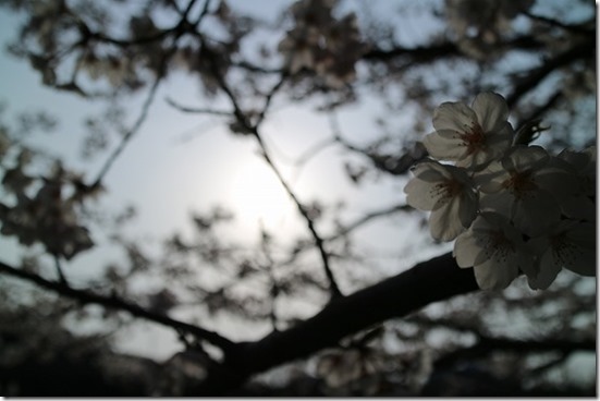 EOS M3で桜