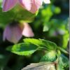 EOS M3とEOS Mの写真を比較