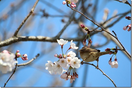 EOS M3に望遠で鳥