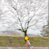 動く桜を撮ってみよ!