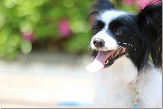50mm F1.4で犬　EOS M3