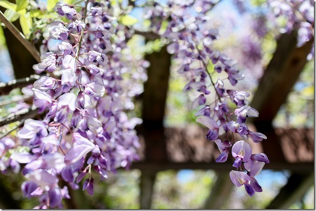 藤のアップ　EOS-M 22mm