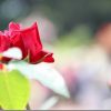 SIGMA 18-300mm Contemporary レビュー(望遠・マクロ)