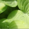 Adobe Lightroom 6/CC と SILKYPIX Developer Studio 6をRAW現像比較(その1)
