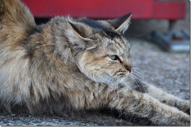 Sigma 18 300mmで猫を撮ってみた Good Lens And Camera