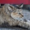 SIGMA 18-300mmで猫を撮ってみた