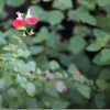 TAMRON 70-300mm VCとSIGMA 18-300mm OSでテレ端で画角を比較