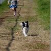 XC 50-230mm OIS ⅡをX-T1でレビュー(AF性能を走る犬でレビュー)