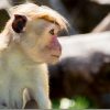 SIGMA 18-300mmを動物園で使ったレビュー