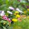 フジノンXF 90mmで花撮り(マクロレンズの代わりに)