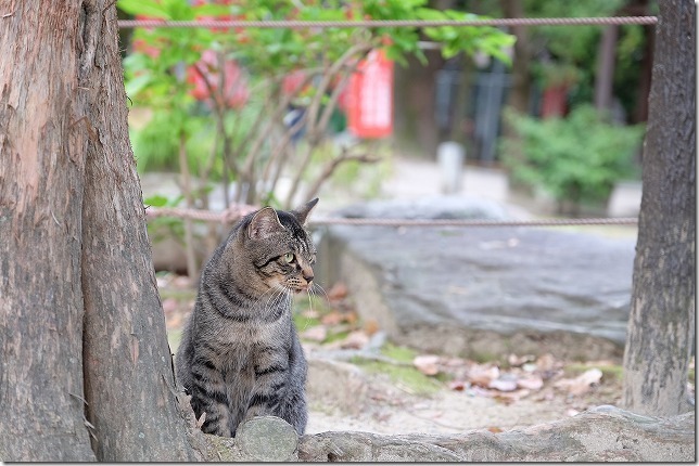 XF16-55mmF2.8で猫、ボケ味