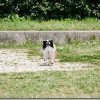 DMC-G7 と 14-140mmのAF性能(走る犬)