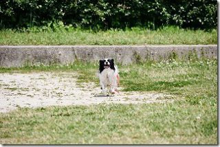 DMC-G7 と 14-140mmのAF性能(走る犬)