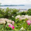 LUMIX G VARIO 14-140mm/F3.5-5.6の撮影レビュー 鎌倉のあじさい