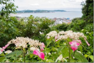 LUMIX G VARIO 14-140mm/F3.5-5.6の撮影レビュー 鎌倉のあじさい