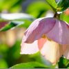 XF90mmやXC50-230mmにエクステンションチューブで花撮影レビュー