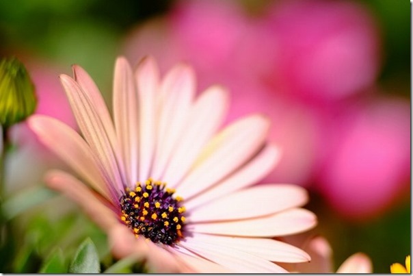 XF90mmにエクステンションチューブで花撮影2 XF90mmにエクステンションチューブで花撮影2