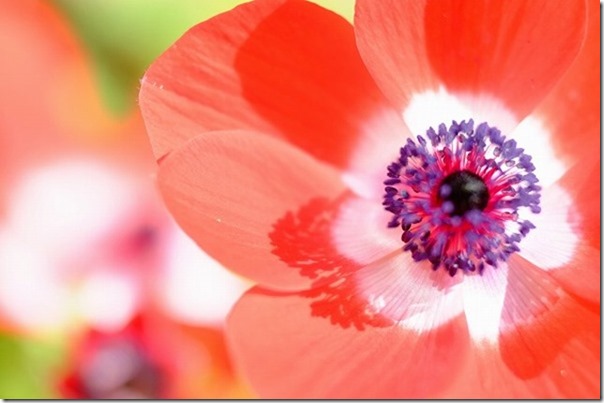 XF90mmにエクステンションチューブで花撮影1 XF90mmにエクステンションチューブで花撮影1