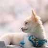 子犬を上手に撮ってみよ(XF90mm、XC50-230mmⅡ)